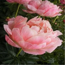 25pc PEONY SEEDS Garden Plant Flower bloom rare exotic USA seller FREE shipping