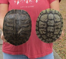 2 pc Lot Red-eared Slider Turtle Shells 7 inches, Terrapin, Taxidermy #51386
