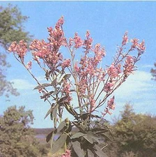 Desmodium canadense     1,000 seeds