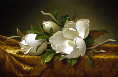 Still life white Magnolias Oil painting Art HD Giclee Printed on canvas L2449