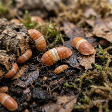 TC INSECTS 25 Cubaris sp. Red Panda King Isopods Live Bioactive Clean Up Crew