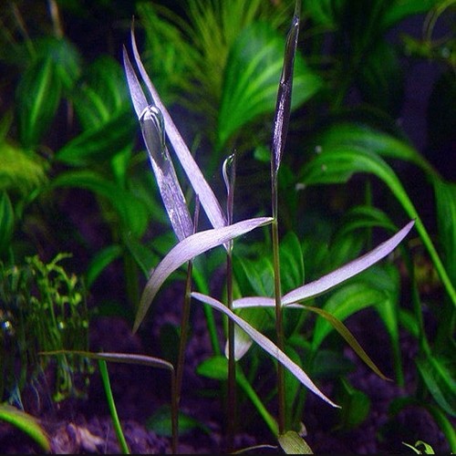 3 Stems Purple Bamboo!! Live Aquarium Plants FREE S/H! Rare!! Gorgeous!!!