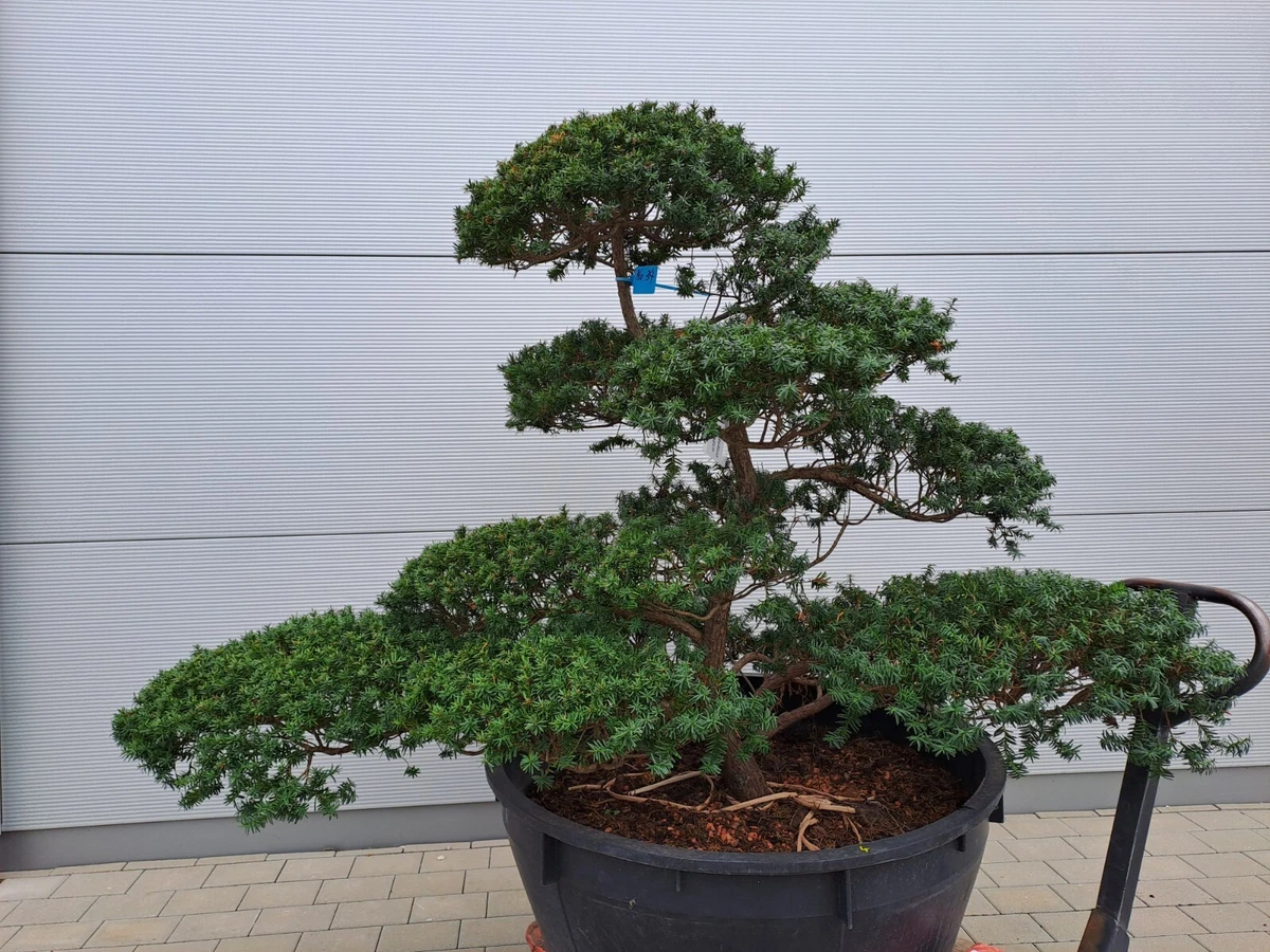 Japanische Eibe in Bonsai-Bume online kaufen | eBay.de