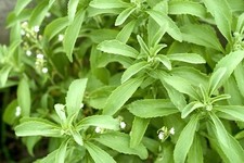 50 Graines - Stevia Rebaudiana Bertoni - Aromatique - Semences Paysannes - BIO