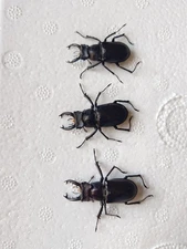 Lucanudae Lucanus  takeoi 2021 New Spp Rare 3 Pcs Set Medium size A1