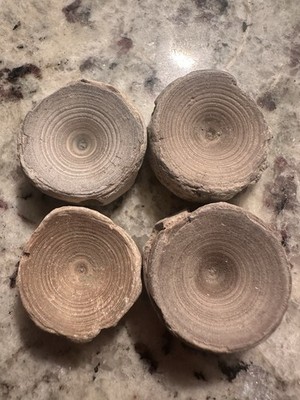 Set Of 4 Shark Vertebrate Fossils White 