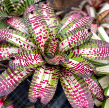 Bromeliad Neoregelia 'Tremendous Tiger'  *Bromeliad Collection*