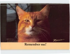 Postcard Remember Me? Close-up Photo of a Cute Ginger Cat