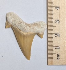 40 Million year old Fossil OTODUS SHARK TOOTH From Morocco (#B1887)