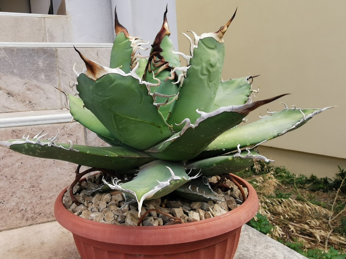 Agave Titanota, exceptional 30cm Wide Agave Oteroi, Hakugei