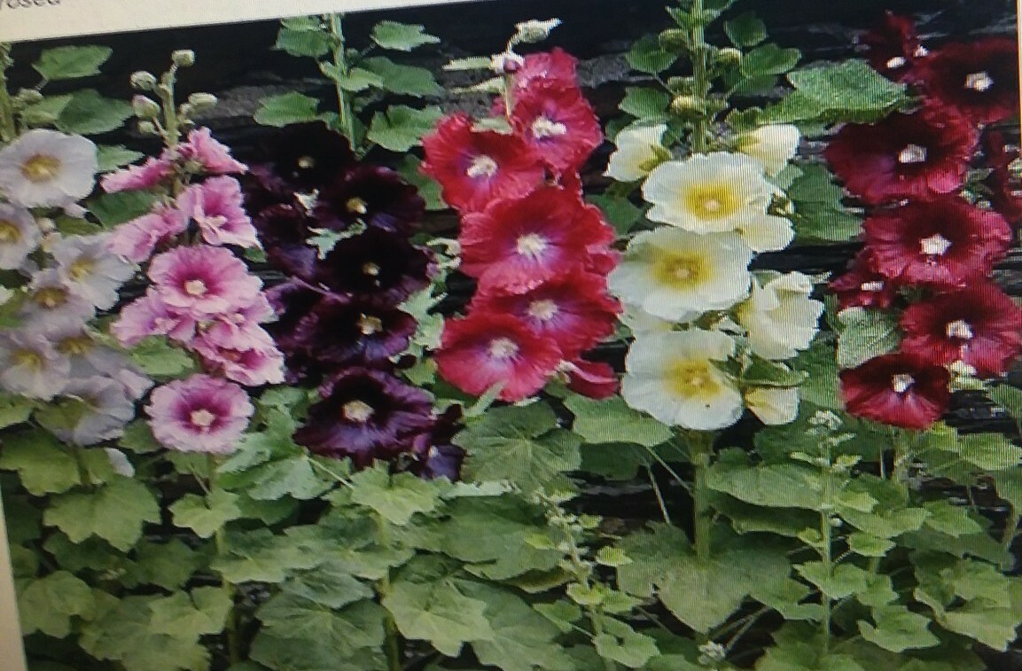 Hollyhock Perennial Flower Seeds eBay