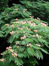 Mimosa Tree  5 Bare-roots  (Albizia julibrissin)