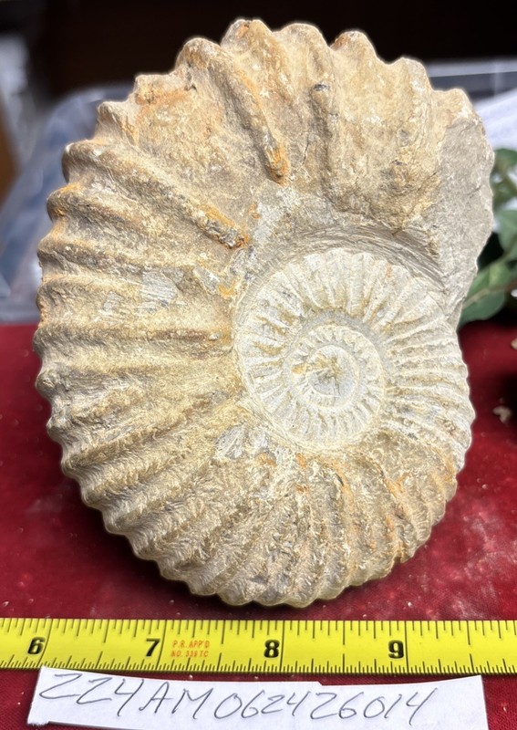 Large Natural Ammonite Fossil Specimen France/Morocco 4” X 5”
