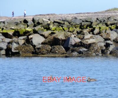 PHOTO  EIDER DUCKS IN THE OUTER HARBOUR AT SEAHOUSES THESE ARE A FREQUENT SIGHT