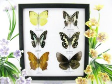 6 Farfalle splendidamente preparate murale vetrina tassidermia entomologia q 06