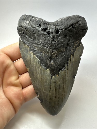 Megalodon Shark Tooth 5.72 inch Huge - Authentic Fossil - Carolina - Real 18734 - Picture 7 of 8