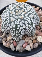 Astrophytum Asterias Super Kabuto V Type X Star Fish Shape!! 4” Pot