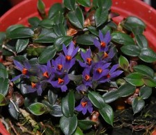 Dendrobium parvulum  Violet Blue  Rare Miniature Orchid Species PNG