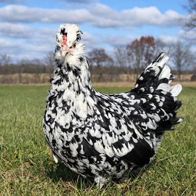 18 Rare Breed Chicken Blue Fertile hatching eggs-cream leg bar, Americana, etc.