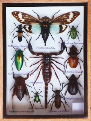 Real Scorpion with Cicada and Mix Of  Insect Taxidermy In Wooden Box Display