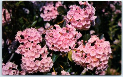 Postcard - Mountain Laurel - The Beautiful State Flower of Pennsylvania