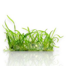 Dwarf Sagittaria Subulata Tissue Culture Aquarium Plants Factory