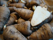 500 CHAEROPHYLLUM BULBOSUM Seeds (Parsnip Chervil) | NON-GMO | Free shipping