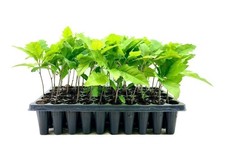 Shumard Oak | 2 Inch | Quercus shumardii | Low