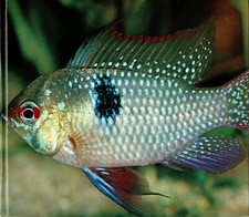 European Picture Service Book (Complete) - Joy of Fishing
