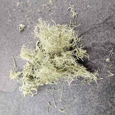 Usnea Lichen (Usnea barbata) old man's beard-Natural Antibiotic 28g. / 1 oz.