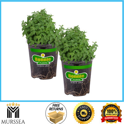 Bonnie Plants 2-Pack Catnip Herb 19 oz Aromatic Non-GMO Perennial for Cats
