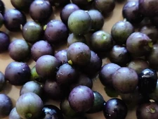 1000 Semillas De Hierba Mora Macuy Orgánicas/1000 Nightshade Organic Seeds