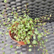Meuhlenbeckia Australi great ground cover 25-30cm spread 9cm dia pot pretty