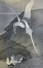 1902 Equatorial Islands Charles Livingston Bull Bird Illustrations