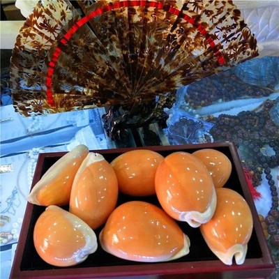 Large Natural Polished Golden Cowrie Seashell Rare Real Aquarium