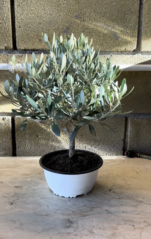 Ciotola bonsai Di olivo CERTIFICATA ulivo olea europea vaso 17 - Immagine 4 di 4