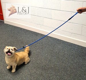dog slip leads stop pulling