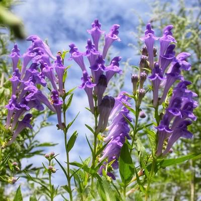 Baikal Skullcap 50 Samen - Scutellaria Baicalensis - Chinesisches Heilkraut