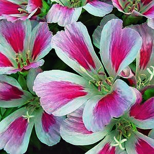 GODETIA MONARCH FLOWER 200 SEEDS MIXED COLOURS DWARF GODETIA
