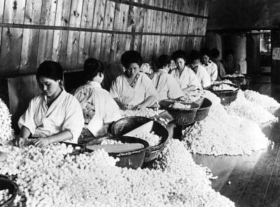 Japan Silk Industry Sorting cocoons according color, size fine- 1953 Old Photo