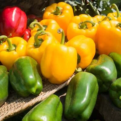 BACK TO NATURE SEED COMPANY Assorted Bell Peppers - Seeds - Organic - Non Gmo - Heirloom Seeds
