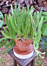 Carion Cactus Stapelia gigantea • 12" blooms • Multi-stem • WELL ROOTED 4" pot