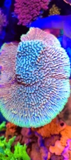 Prometheus Montipora * Live Coral Frag * AJs Aquariums