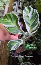 Calathea White Fusion House Plant in 2.5" Pot - Starter Plant - Fast Shipping