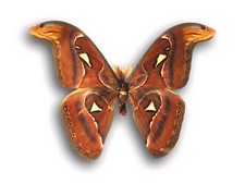 Real Attacus atlas Large MALE Moth Saturniidae Insect Unmounted Folded in USA