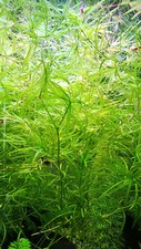 Guppy Grass FULL Quart Bag - Best Deal On Ebay 