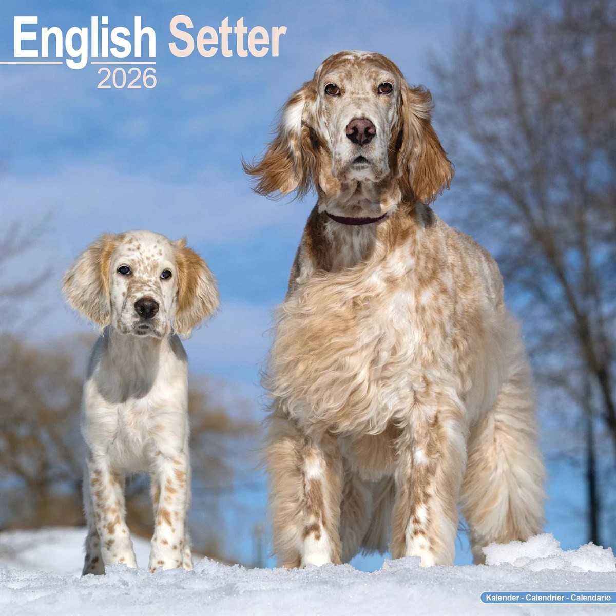 English Setter Calendar 2026, Wall Calendars, Month To View, Dogs, Gift