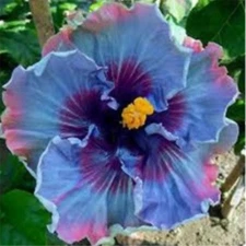 20 SEEDS Purple Blue HIBISCUS flower exotic garden/house plant USA Seller