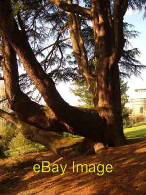Photo 6x4 Lawson Cypress Exeter University Beyond the tree the Institut c2006