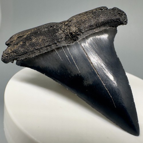 Wide Complete Blue/Gray 2.16" Fossil EXTINCT MAKO Tooth - SC, USA - Picture 2 of 4